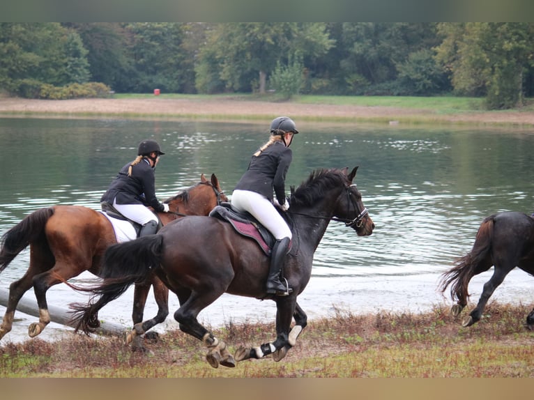 Hannoveriano Caballo castrado 16 años 172 cm Castaño in Hamburg