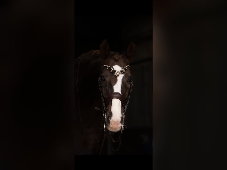 Hannoveriano Caballo castrado 16 años 173 cm Alazán-tostado in Xabia/Javea