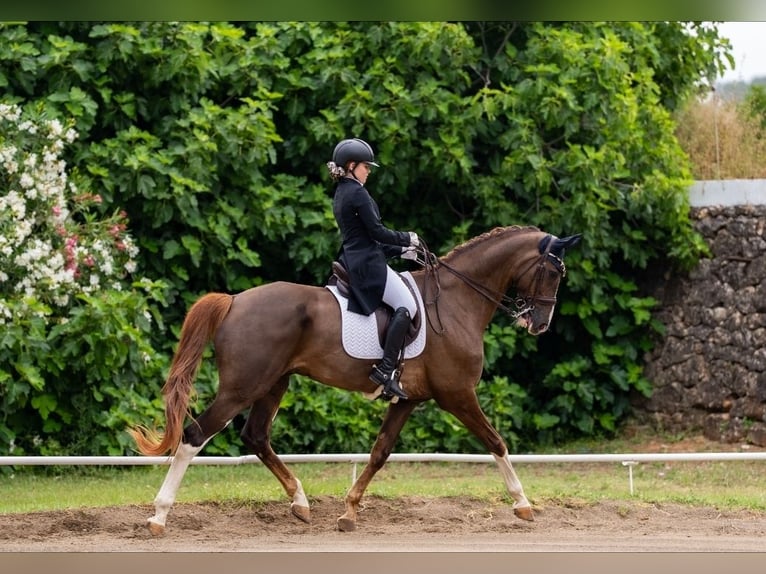 Hannoveriano Caballo castrado 16 años 173 cm Alazán-tostado in Xabia/Javea