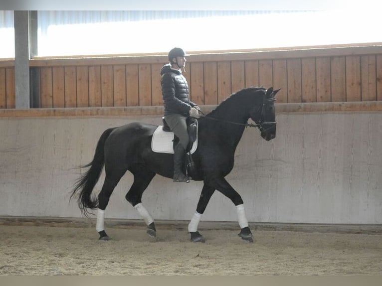 Hannoveriano Caballo castrado 16 años 173 cm Negro in Wellheim