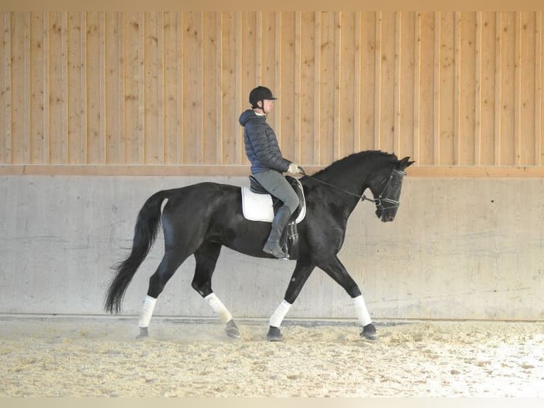 Hannoveriano Caballo castrado 16 años 173 cm Negro in Wellheim