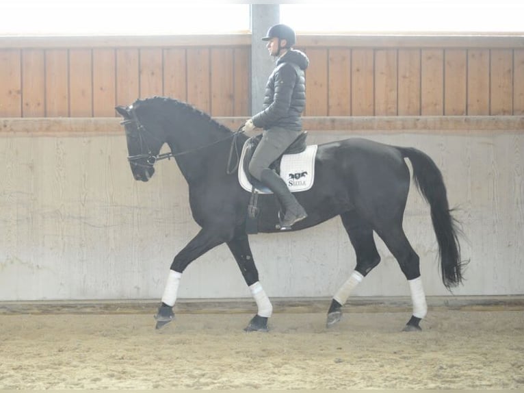 Hannoveriano Caballo castrado 16 años 173 cm Negro in Wellheim