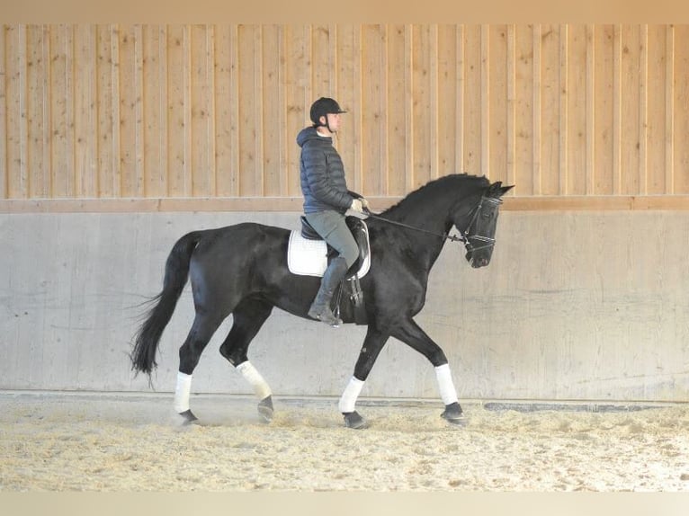 Hannoveriano Caballo castrado 16 años 173 cm Negro in Wellheim