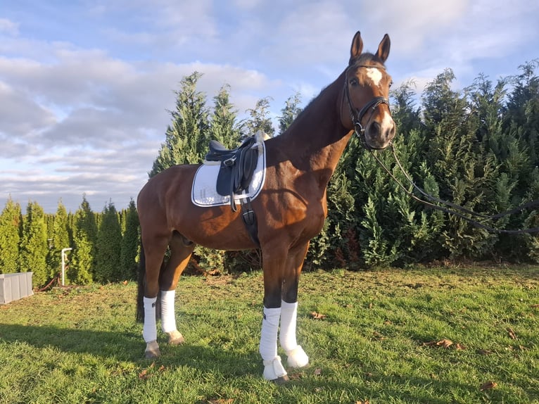 Hannoveriano Caballo castrado 16 años 174 cm Castaño in Renningen