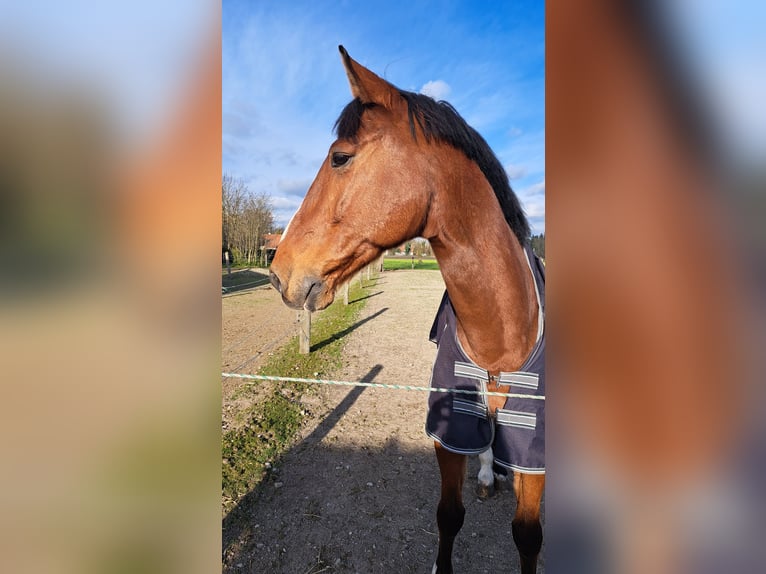 Hannoveriano Caballo castrado 16 años 175 cm Castaño in Bergkirchen