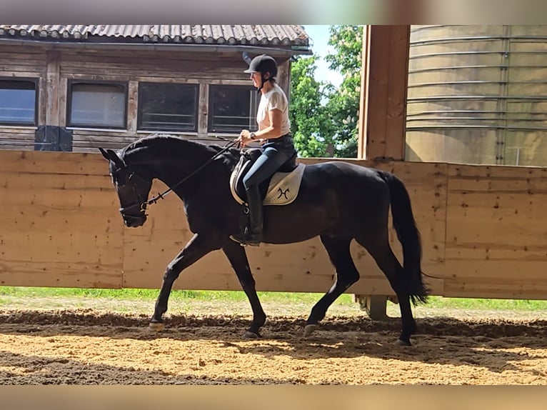 Hannoveriano Caballo castrado 16 años 175 cm Negro in M&#xFC;nchen
