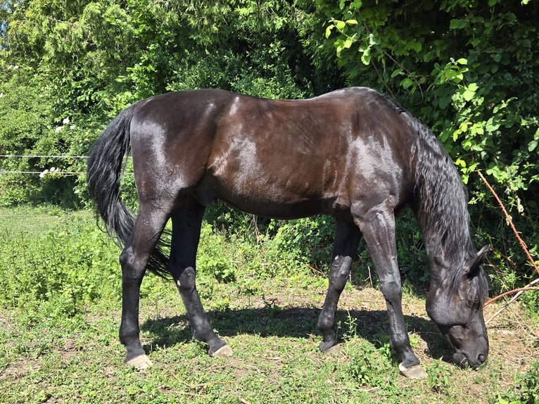 Hannoveriano Caballo castrado 16 años 175 cm Negro in M&#xFC;nchen