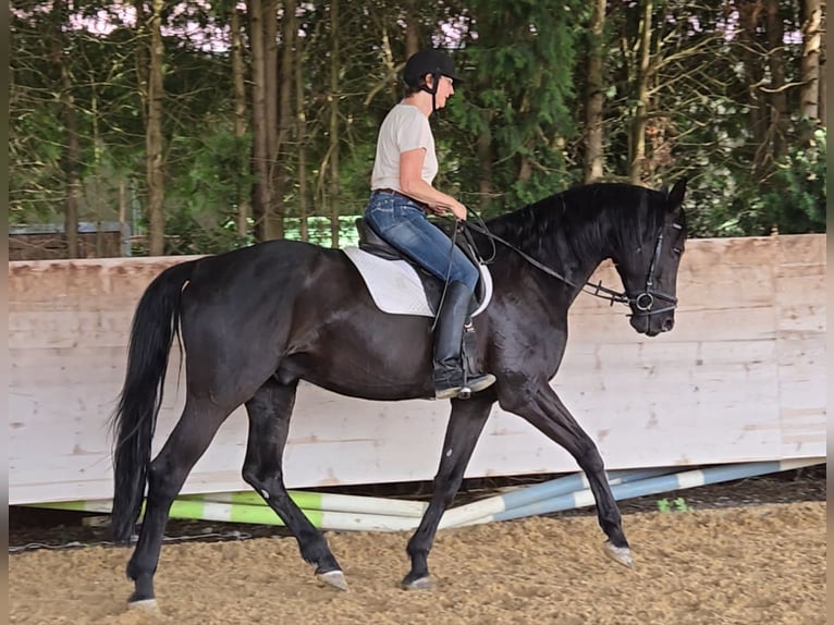 Hannoveriano Caballo castrado 16 años 175 cm Negro in M&#xFC;nchen