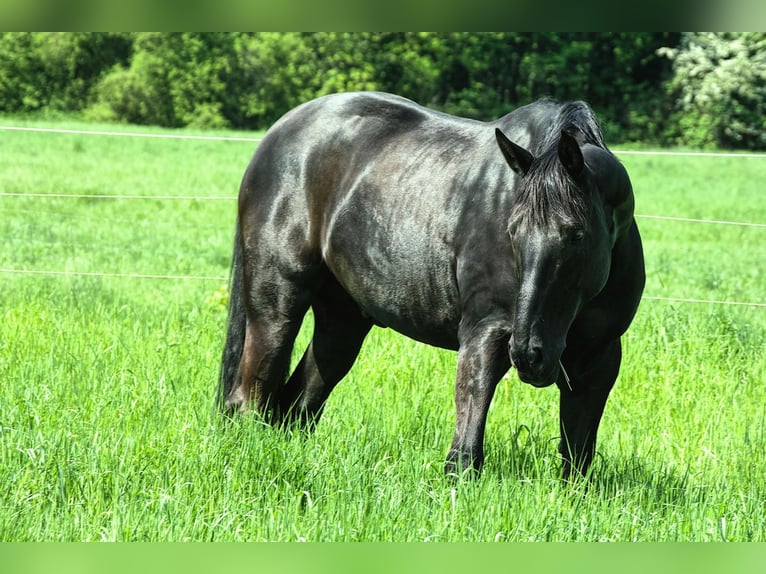 Hannoveriano Caballo castrado 16 años 175 cm Negro in Mülheim an der Ruhr
