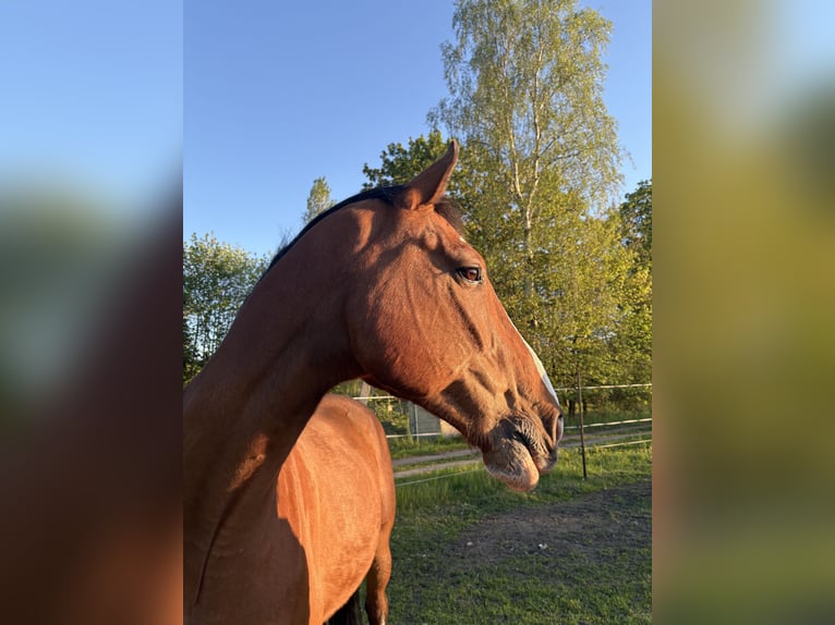 Hannoveriano Caballo castrado 16 años 176 cm Castaño in Gnoien