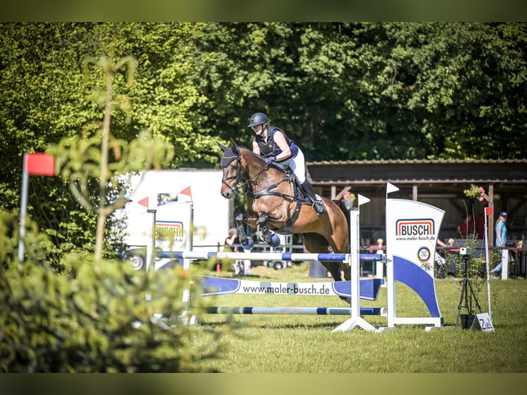Hannoveriano Caballo castrado 16 años 176 cm Castaño in Ostercappeln