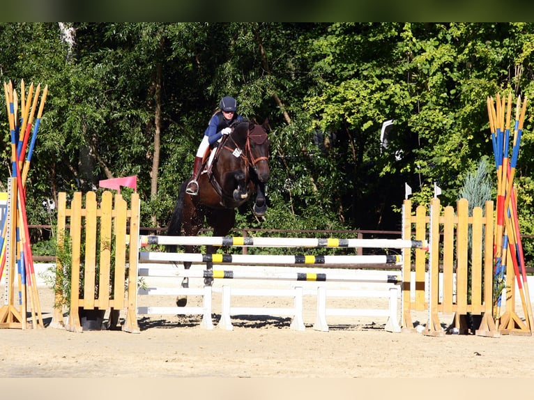 Hannoveriano Caballo castrado 16 años 176 cm Castaño oscuro in Pulheim