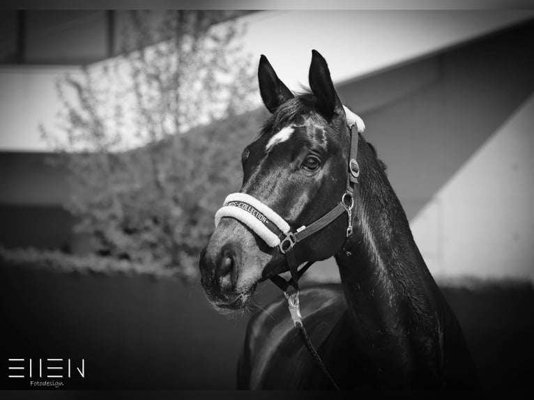 Hannoveriano Caballo castrado 16 años 176 cm Castaño oscuro in Pulheim