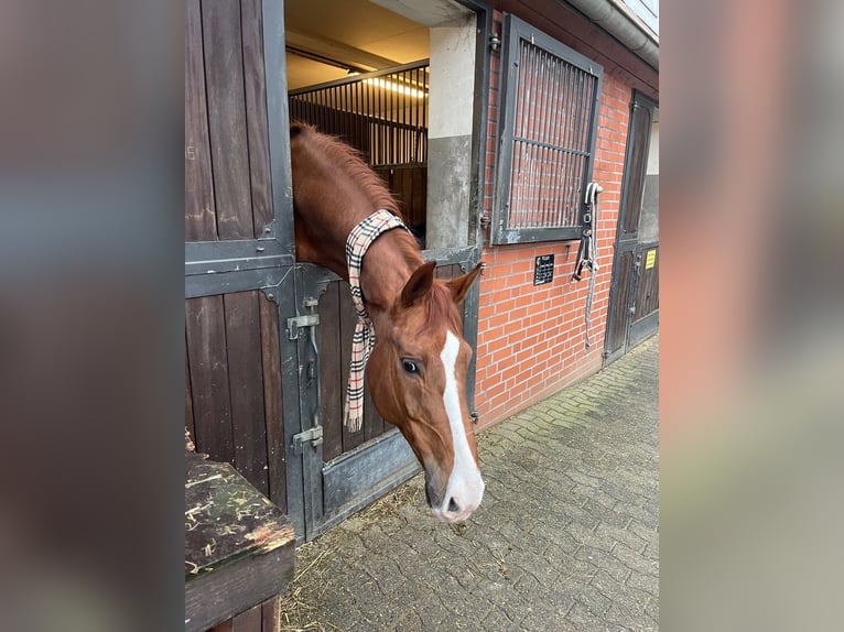 Hannoveriano Caballo castrado 16 años 179 cm Alazán in Wedel