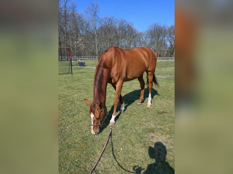 Hannoveriano Caballo castrado 16 años 179 cm Alazán in Wedel