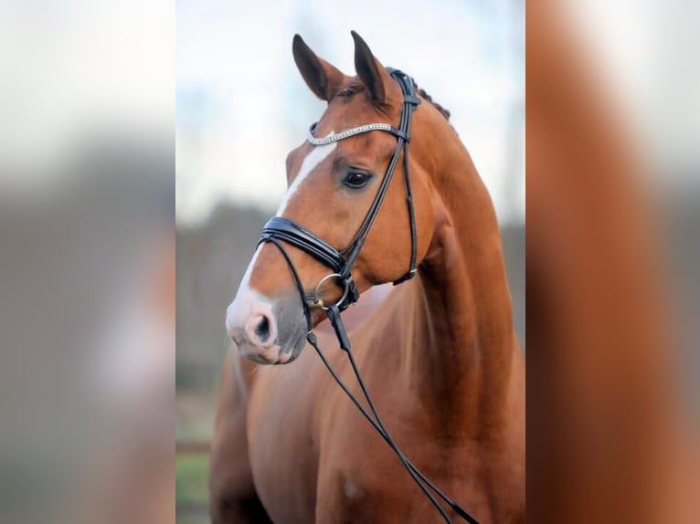 Hannoveriano Caballo castrado 16 años 179 cm Alazán in Wedel