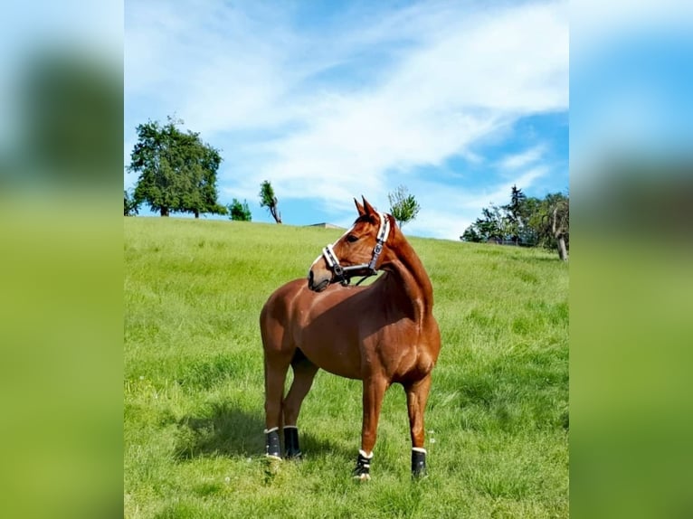 Hannoveriano Caballo castrado 16 años 179 cm Alazán in Gorxheimertal