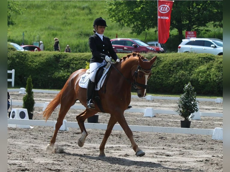 Hannoveriano Caballo castrado 16 años 179 cm Alazán in Gorxheimertal