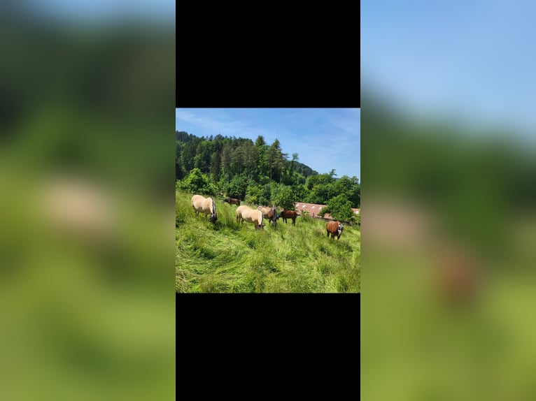 Hannoveriano Caballo castrado 16 años 179 cm Alazán in Gorxheimertal