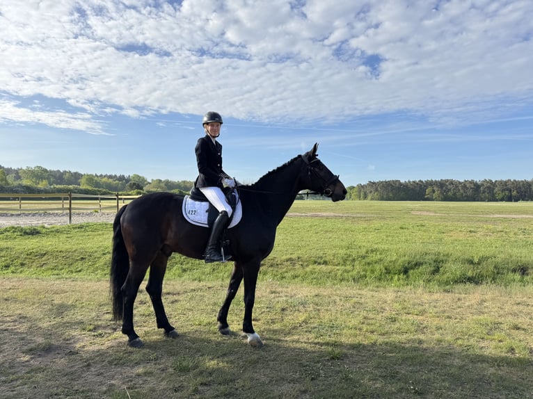 Hannoveriano Caballo castrado 16 años 179 cm Castaño oscuro in Gödenstorf