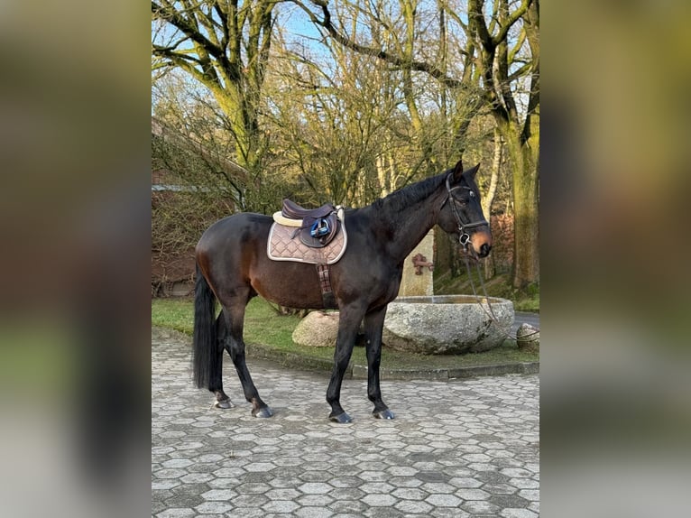 Hannoveriano Caballo castrado 16 años 180 cm Morcillo in Großensee