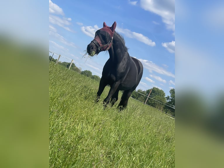 Hannoveriano Caballo castrado 16 años Negro in Weiterstadt