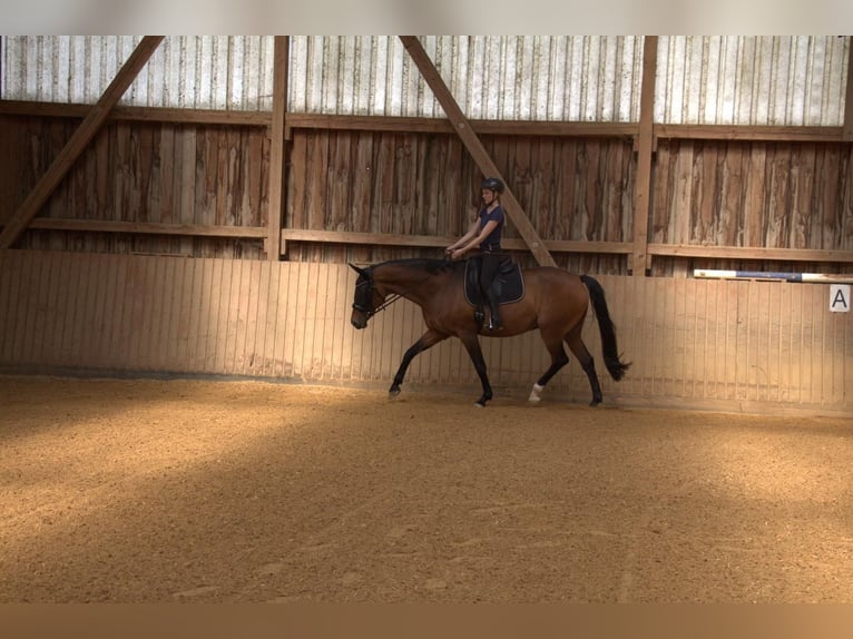 Hannoveriano Caballo castrado 17 años 162 cm Castaño in Elztal
