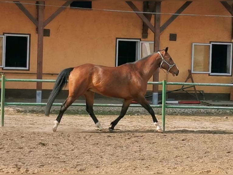 Hannoveriano Caballo castrado 17 años 163 cm Castaño in Hohenerxleben