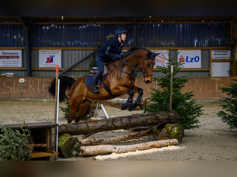 Hannoveriano Caballo castrado 17 años 165 cm Castaño in Berne