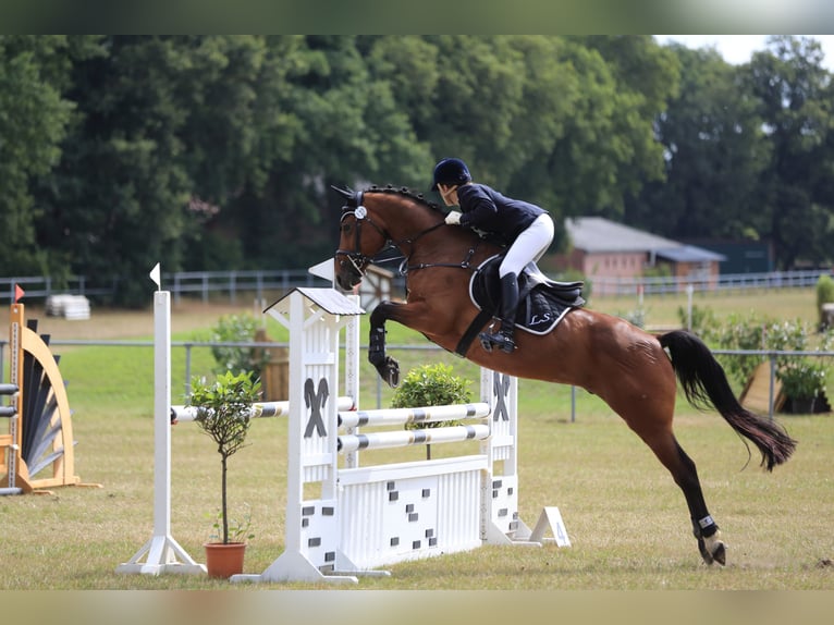 Hannoveriano Caballo castrado 17 años 165 cm Castaño in Berne