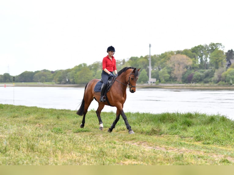 Hannoveriano Caballo castrado 17 años 165 cm Castaño in Berne