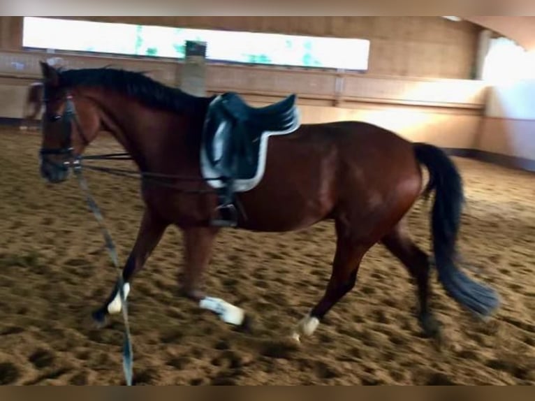 Hannoveriano Caballo castrado 17 años 165 cm Castaño in Utting am Ammersee