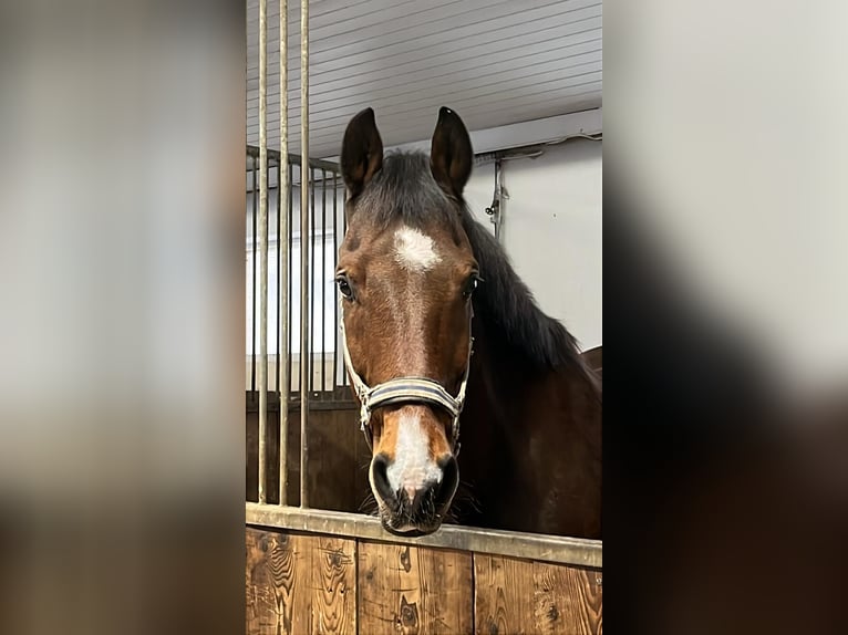 Hannoveriano Caballo castrado 17 años 165 cm Castaño in Utting am Ammersee