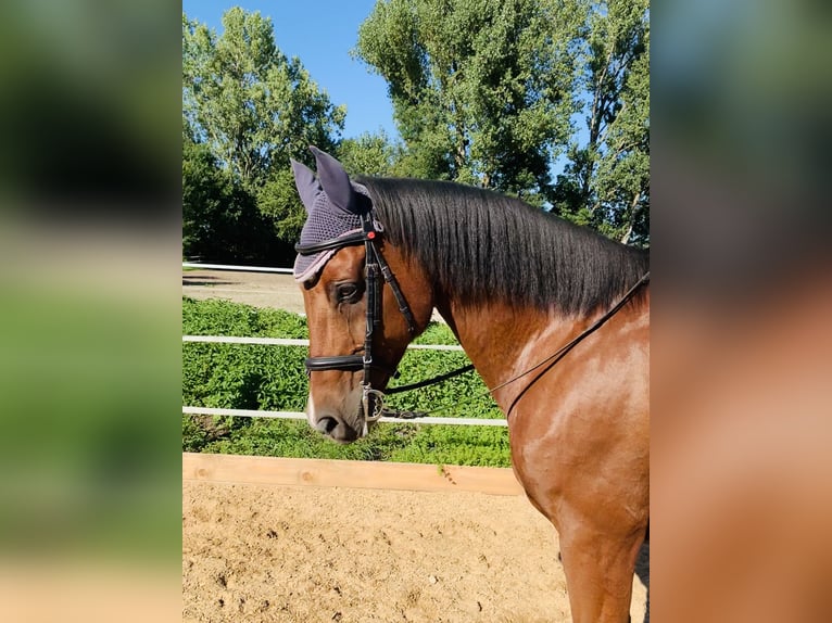 Hannoveriano Caballo castrado 17 años 165 cm Castaño in Utting am Ammersee