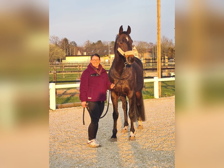 Hannoveriano Caballo castrado 17 años 166 cm Castaño oscuro in Thedinghausen