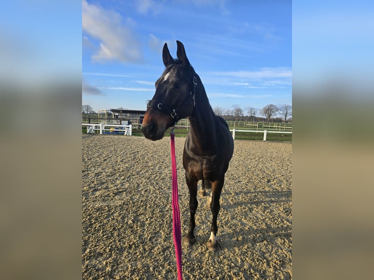 Hannoveriano Caballo castrado 17 años 166 cm Castaño oscuro in Thedinghausen