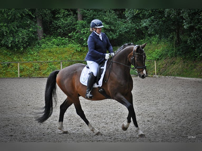 Hannoveriano Caballo castrado 17 años 168 cm Castaño in Haftenkamp