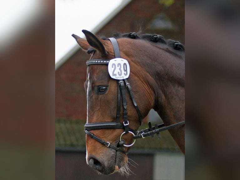 Hannoveriano Caballo castrado 17 años 168 cm Castaño in Haftenkamp