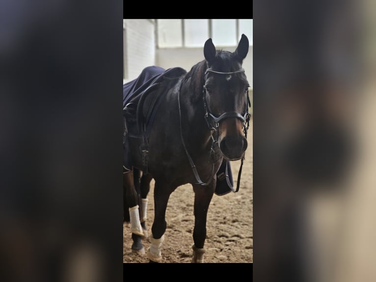 Hannoveriano Caballo castrado 17 años 168 cm Castaño oscuro in Köln