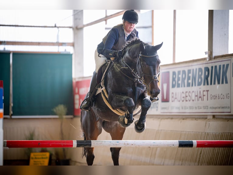 Hannoveriano Caballo castrado 17 años 168 cm Castaño oscuro in Korbach