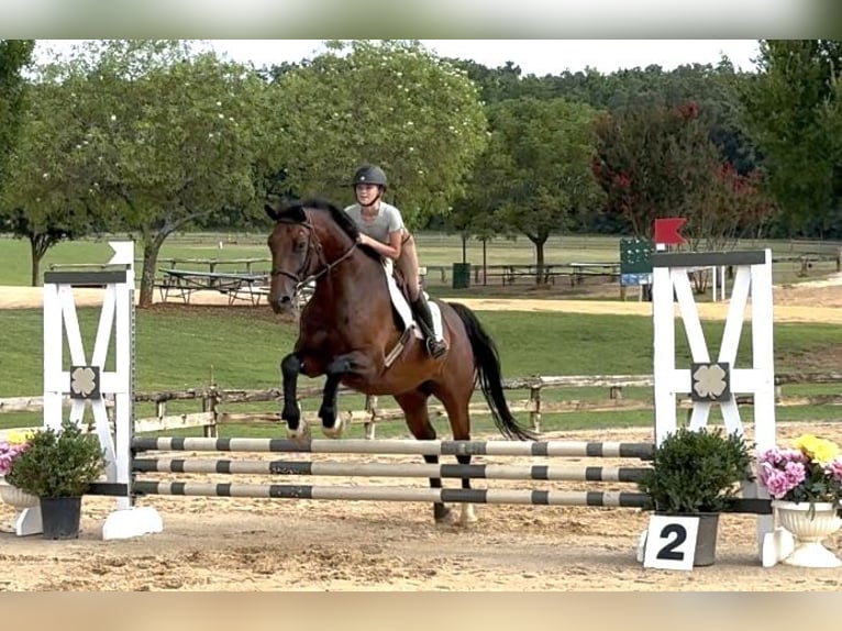 Hannoveriano Caballo castrado 17 años 168 cm Castaño rojizo in Cleburne