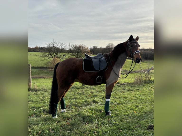 Hannoveriano Caballo castrado 17 años 169 cm Castaño in Usingen