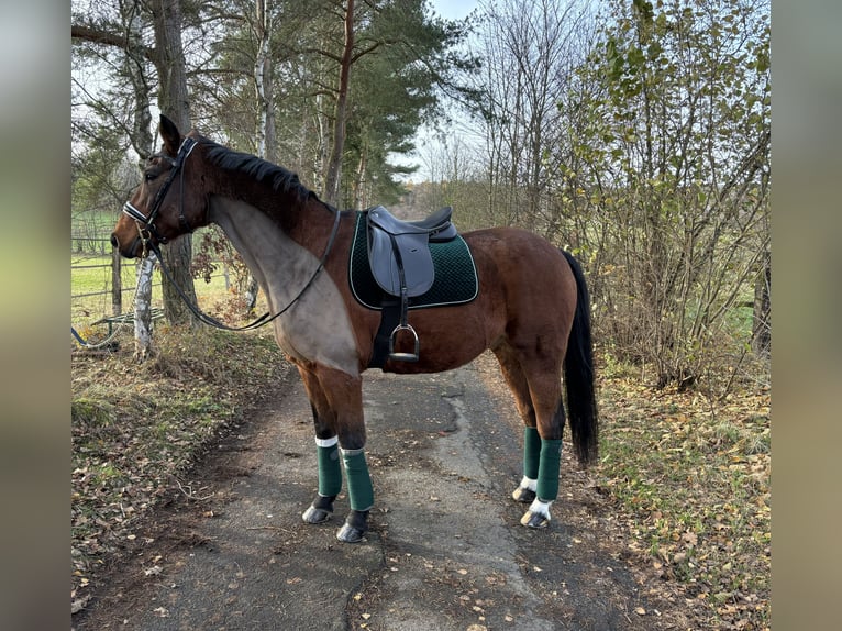 Hannoveriano Caballo castrado 17 años 169 cm Castaño in Usingen