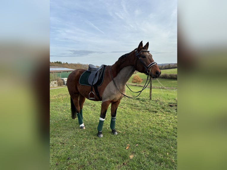 Hannoveriano Caballo castrado 17 años 169 cm Castaño in Usingen