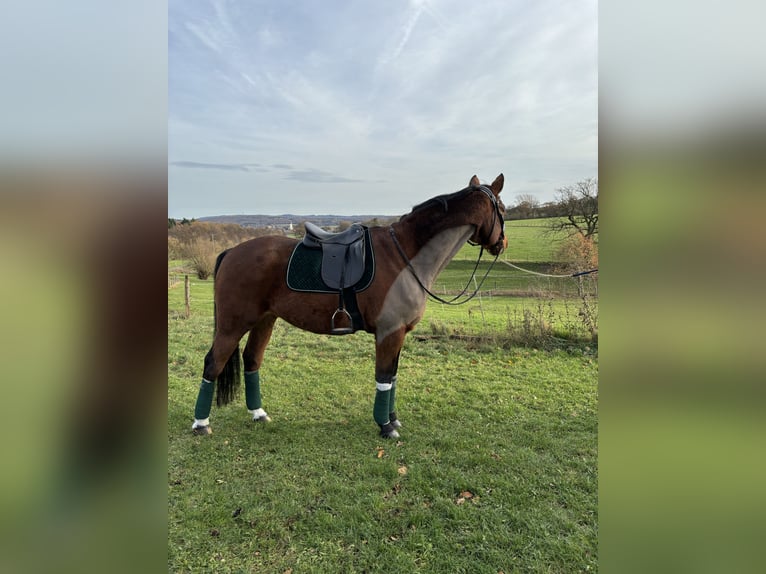 Hannoveriano Caballo castrado 17 años 169 cm Castaño in Usingen