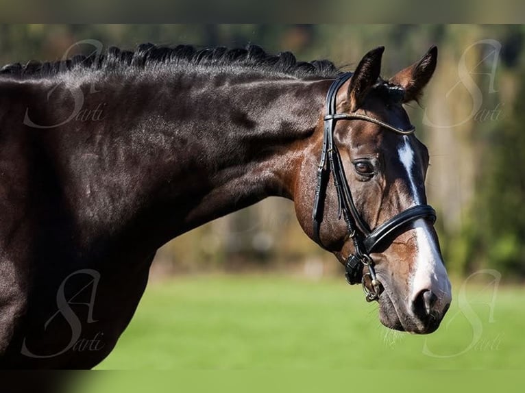 Hannoveriano Caballo castrado 17 años 169 cm Castaño oscuro in Bad Oeyenhausen
