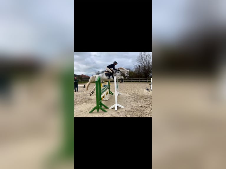 Hannoveriano Caballo castrado 17 años 169 cm White/Blanco in Kirchberg an der Murr