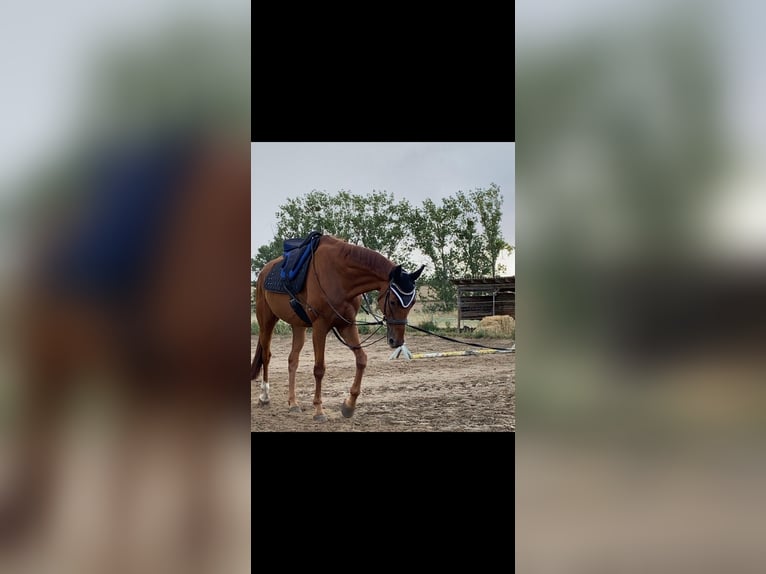 Hannoveriano Caballo castrado 17 años 170 cm Alazán in Magdeburg