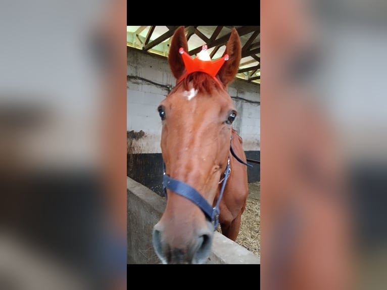 Hannoveriano Caballo castrado 17 años 170 cm Alazán in Magdeburg