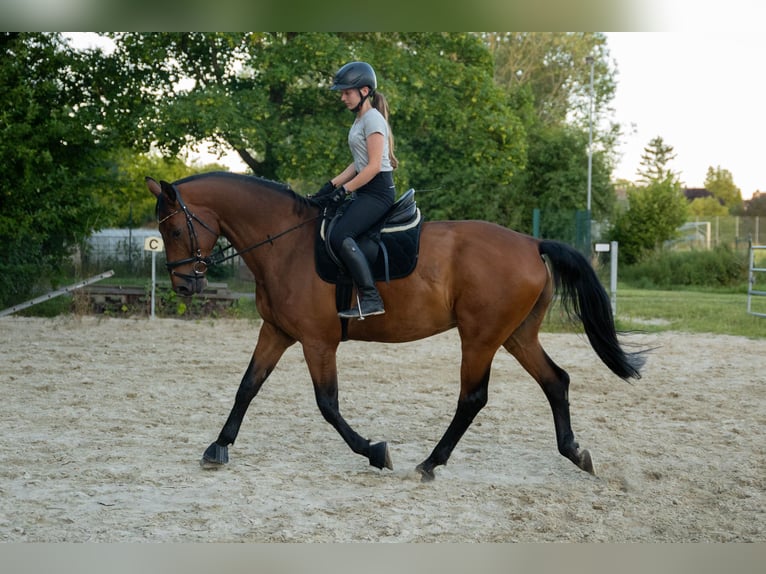 Hannoveriano Caballo castrado 17 años 170 cm Castaño in Vechelde